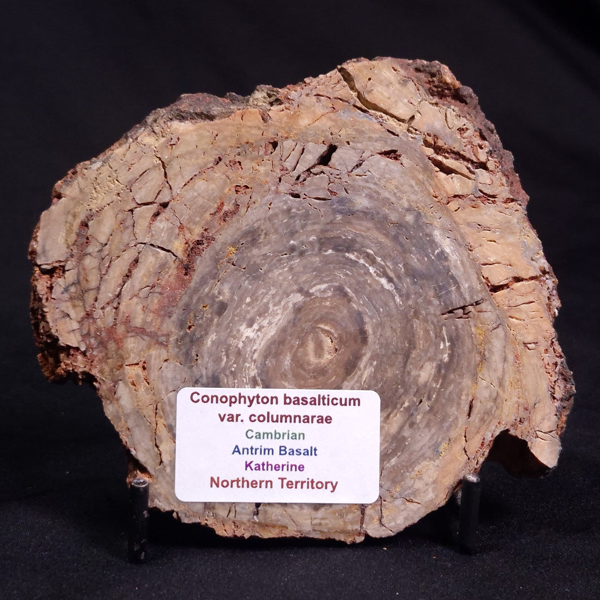 CONOPHYTON BASALTICUM STROMATOLITE, Australia ZCB019