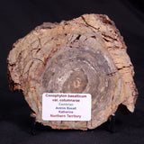CONOPHYTON BASALTICUM STROMATOLITE, Australia ZCB019
