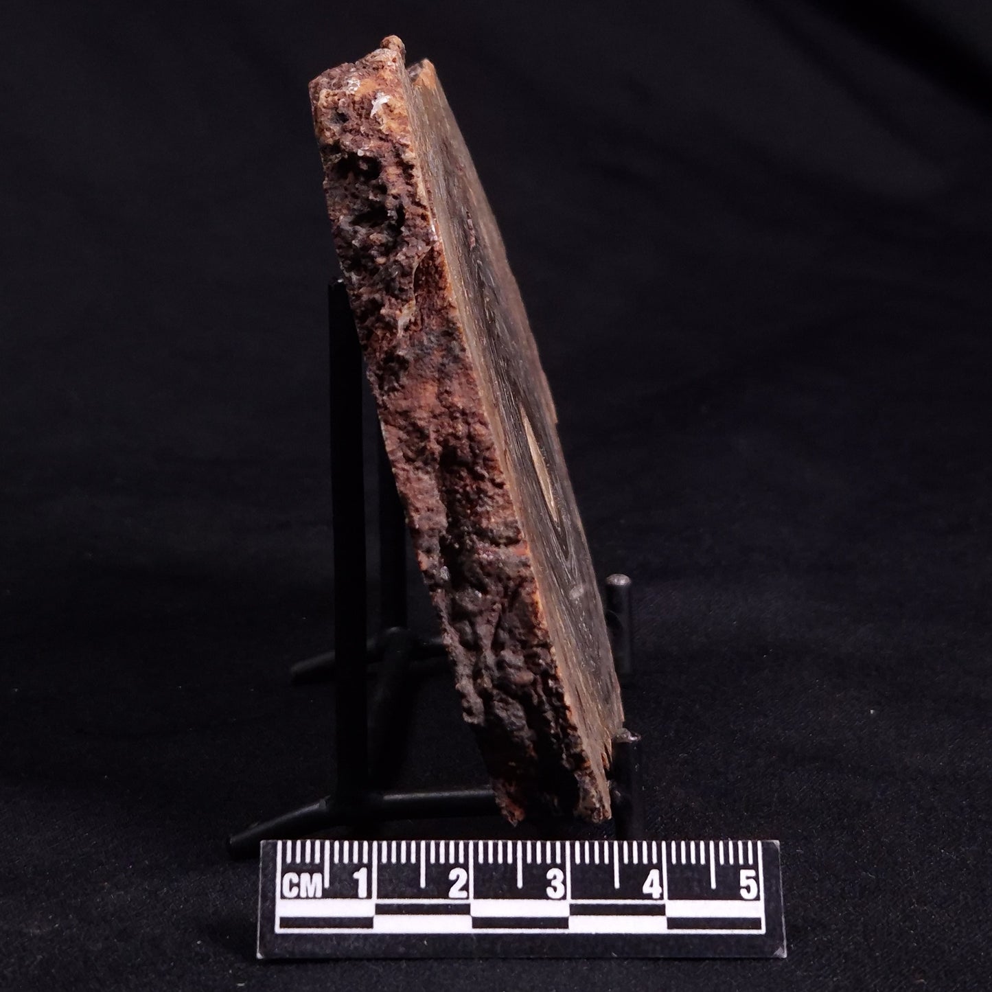 CONOPHYTON BASALTICUM STROMATOLITE, Australia ZCB019