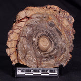 CONOPHYTON BASALTICUM STROMATOLITE, Australia ZCB020