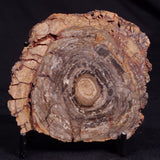 CONOPHYTON BASALTICUM STROMATOLITE, Australia ZCB020