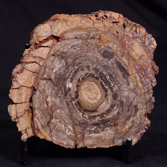 CONOPHYTON BASALTICUM STROMATOLITE, Australia ZCB020