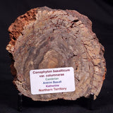 CONOPHYTON BASALTICUM STROMATOLITE, Australia ZCB020