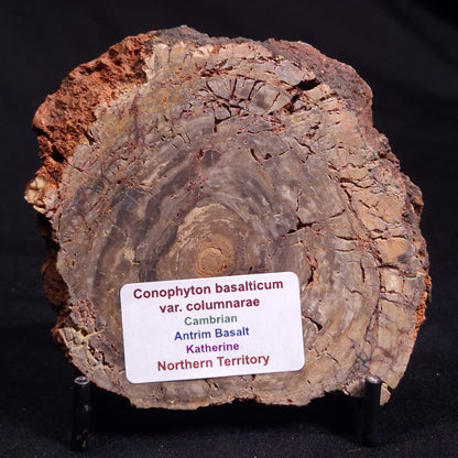 CONOPHYTON BASALTICUM STROMATOLITE, Australia ZCB020
