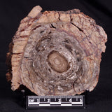 CONOPHYTON BASALTICUM STROMATOLITE, Australia ZCB021