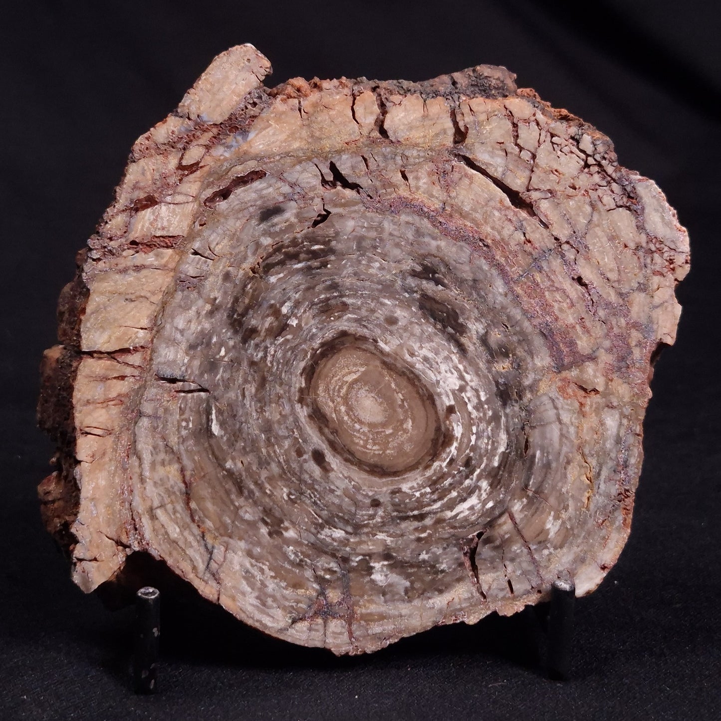 CONOPHYTON BASALTICUM STROMATOLITE, Australia ZCB021
