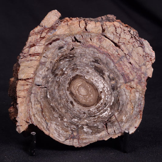 CONOPHYTON BASALTICUM STROMATOLITE, Australia ZCB021