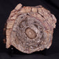 CONOPHYTON BASALTICUM STROMATOLITE, Australia ZCB021