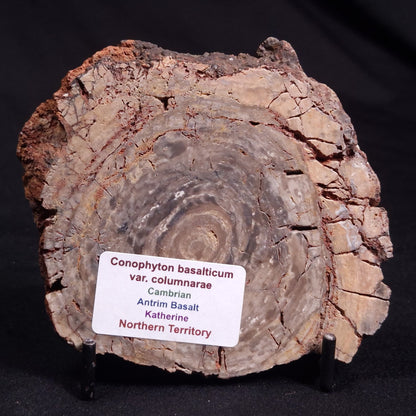 CONOPHYTON BASALTICUM STROMATOLITE, Australia ZCB021