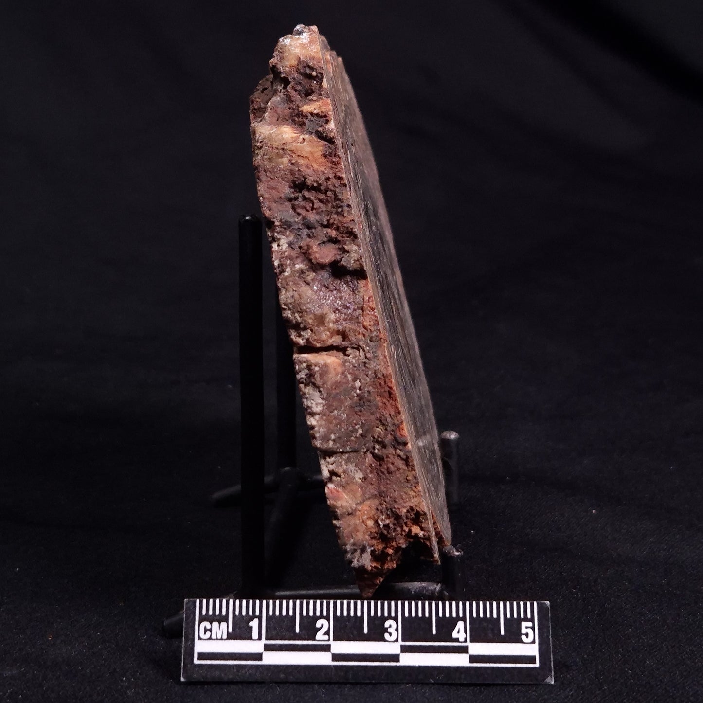 CONOPHYTON BASALTICUM STROMATOLITE, Australia ZCB021