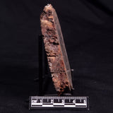 CONOPHYTON BASALTICUM STROMATOLITE, Australia ZCB021