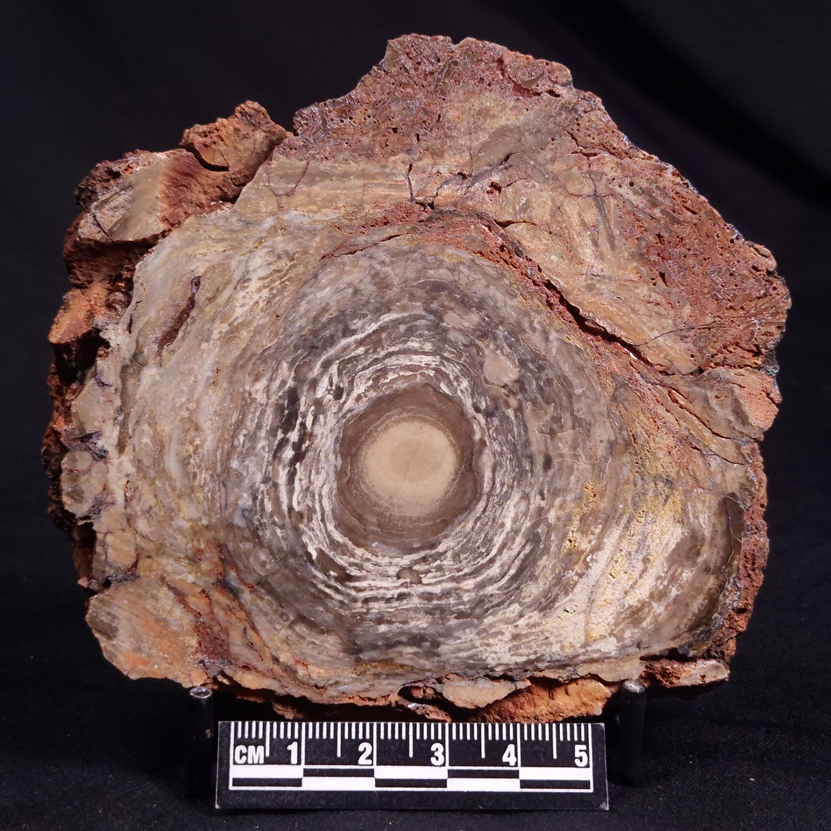 CONOPHYTON BASALTICUM STROMATOLITE, Australia ZCB022
