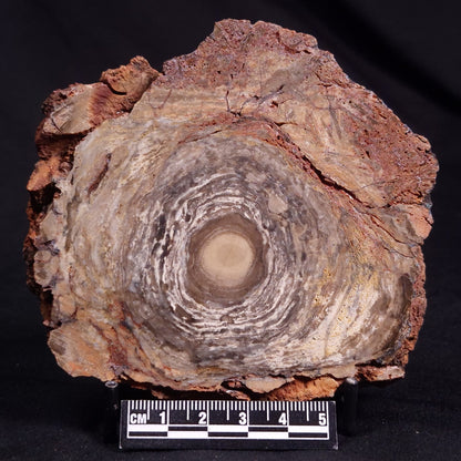CONOPHYTON BASALTICUM STROMATOLITE, Australia ZCB022