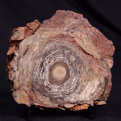 CONOPHYTON BASALTICUM STROMATOLITE, Australia ZCB022