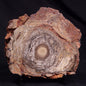CONOPHYTON BASALTICUM STROMATOLITE, Australia ZCB022