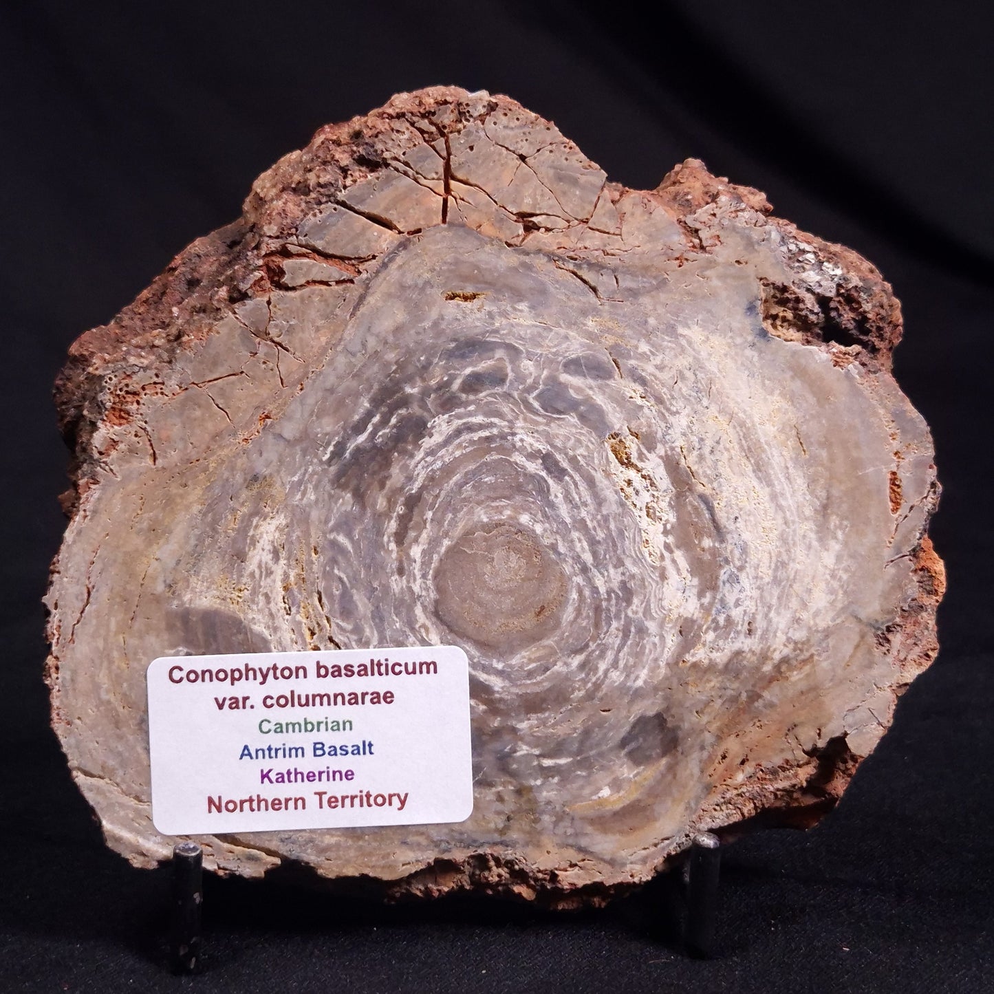 CONOPHYTON BASALTICUM STROMATOLITE, Australia ZCB022