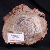 CONOPHYTON BASALTICUM STROMATOLITE, Australia ZCB022