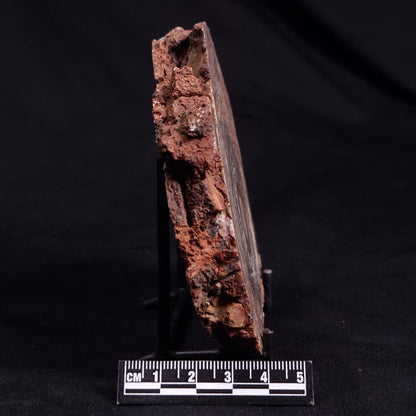 CONOPHYTON BASALTICUM STROMATOLITE, Australia ZCB022