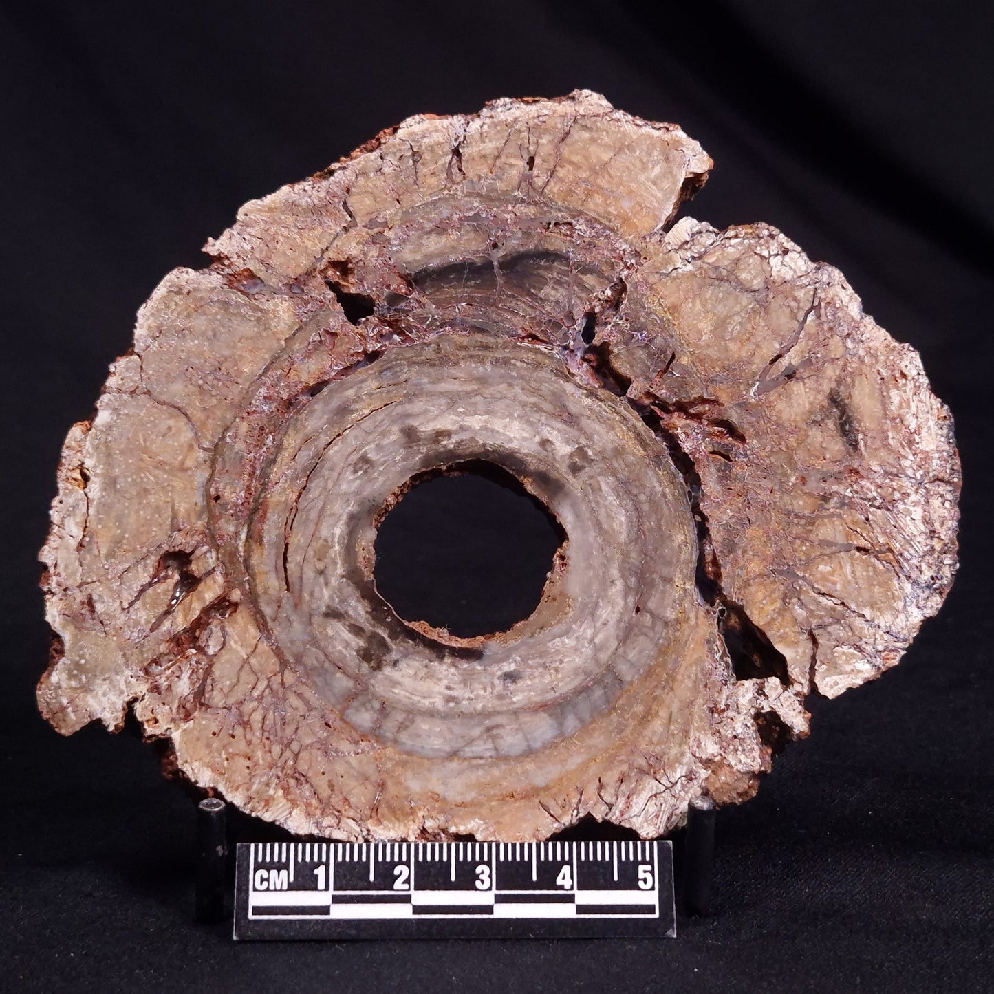 CONOPHYTON BASALTICUM STROMATOLITE, Australia ZCB023