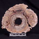 CONOPHYTON BASALTICUM STROMATOLITE, Australia ZCB023