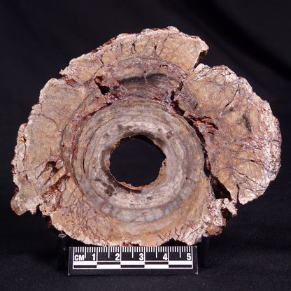CONOPHYTON BASALTICUM STROMATOLITE, Australia ZCB023