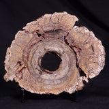 CONOPHYTON BASALTICUM STROMATOLITE, Australia ZCB023
