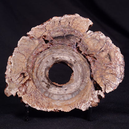 CONOPHYTON BASALTICUM STROMATOLITE, Australia ZCB023