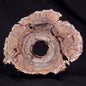 CONOPHYTON BASALTICUM STROMATOLITE, Australia ZCB023