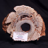 CONOPHYTON BASALTICUM STROMATOLITE, Australia ZCB023