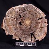 CONOPHYTON BASALTICUM STROMATOLITE, Australia ZCB024