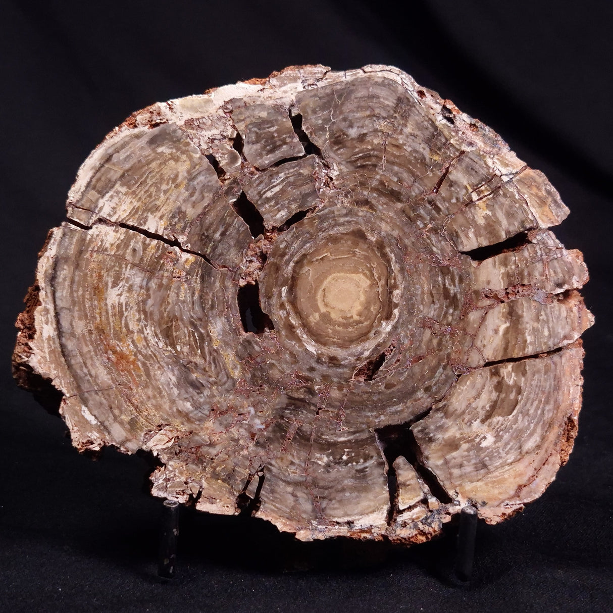 CONOPHYTON BASALTICUM STROMATOLITE, Australia ZCB024