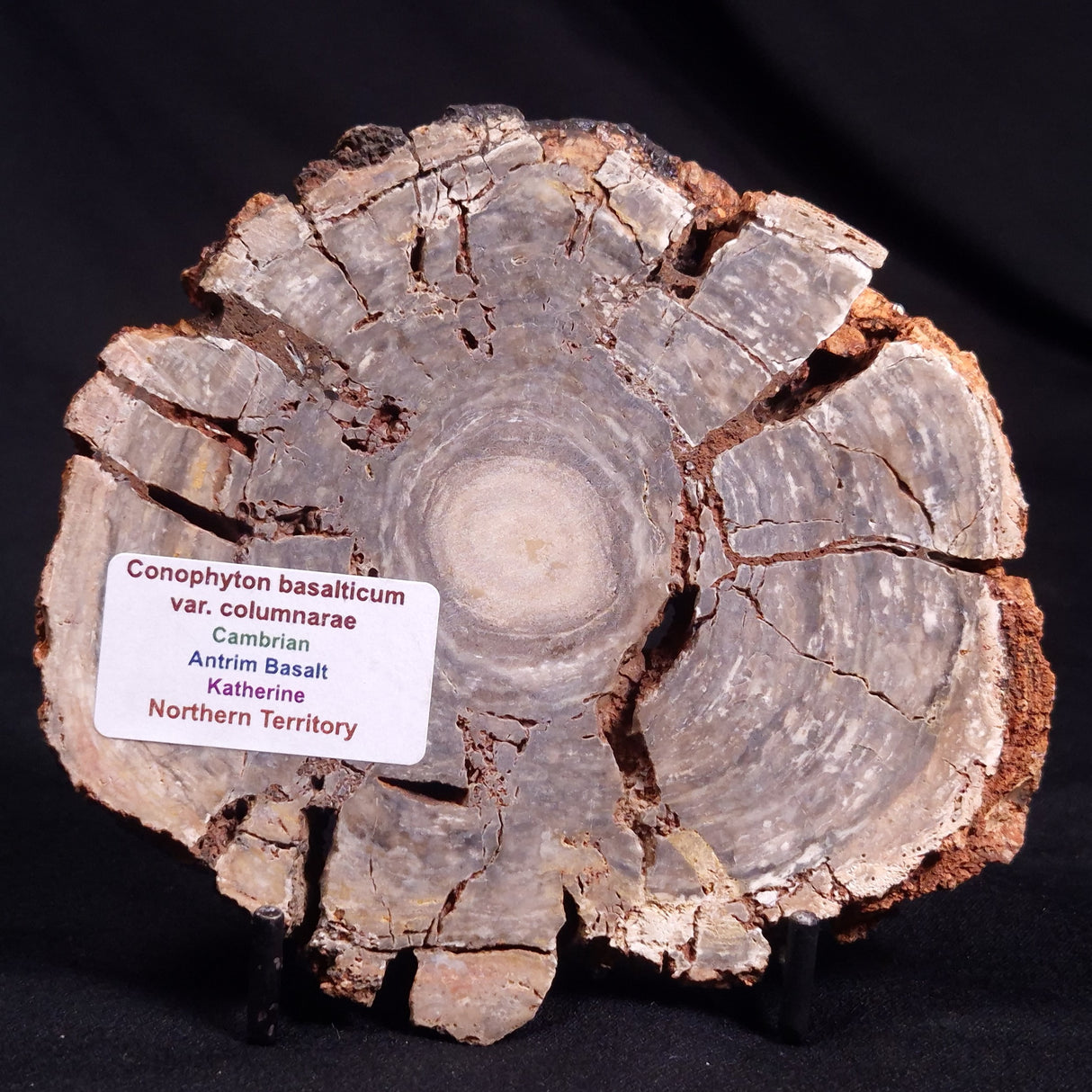 CONOPHYTON BASALTICUM STROMATOLITE, Australia ZCB024