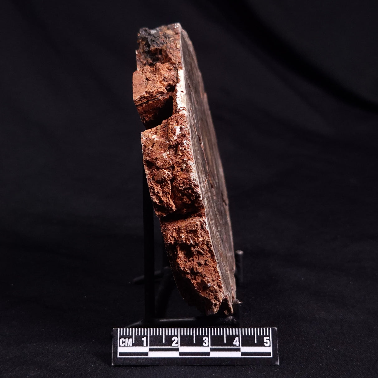 CONOPHYTON BASALTICUM STROMATOLITE, Australia ZCB024