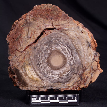 CONOPHYTON BASALTICUM STROMATOLITE, Australia ZCB025