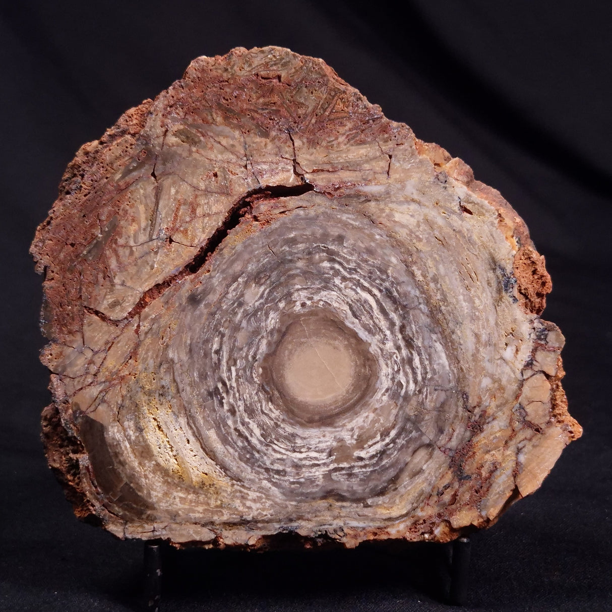 CONOPHYTON BASALTICUM STROMATOLITE, Australia ZCB025
