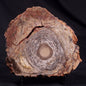 CONOPHYTON BASALTICUM STROMATOLITE, Australia ZCB025