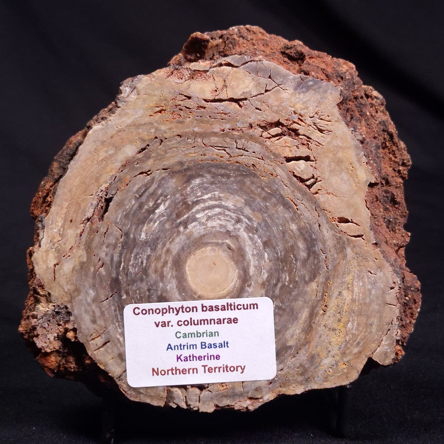 CONOPHYTON BASALTICUM STROMATOLITE, Australia ZCB025