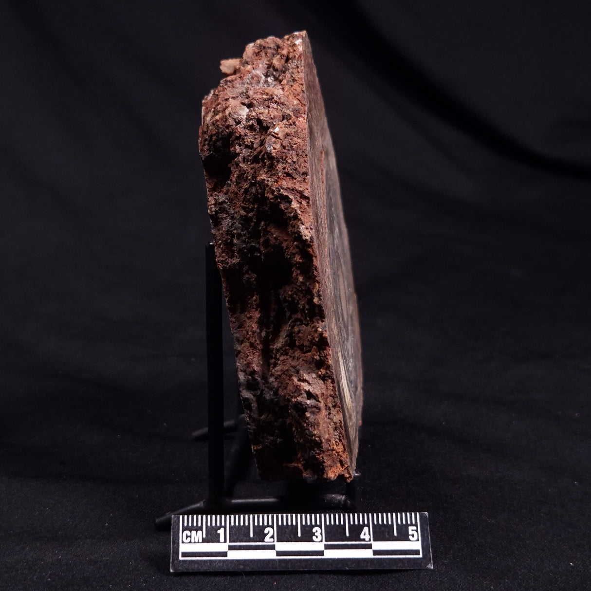 CONOPHYTON BASALTICUM STROMATOLITE, Australia ZCB025