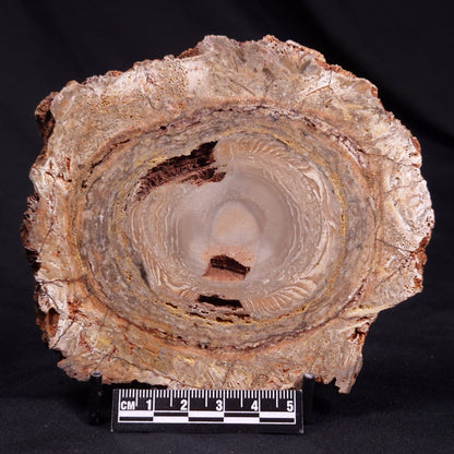 CONOPHYTON BASALTICUM STROMATOLITE, Australia ZCB026