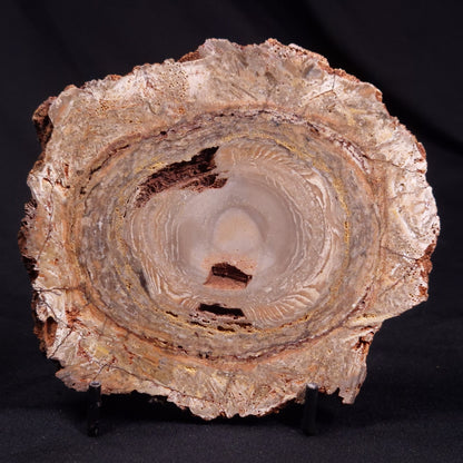 CONOPHYTON BASALTICUM STROMATOLITE, Australia ZCB026