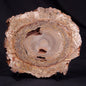 CONOPHYTON BASALTICUM STROMATOLITE, Australia ZCB026