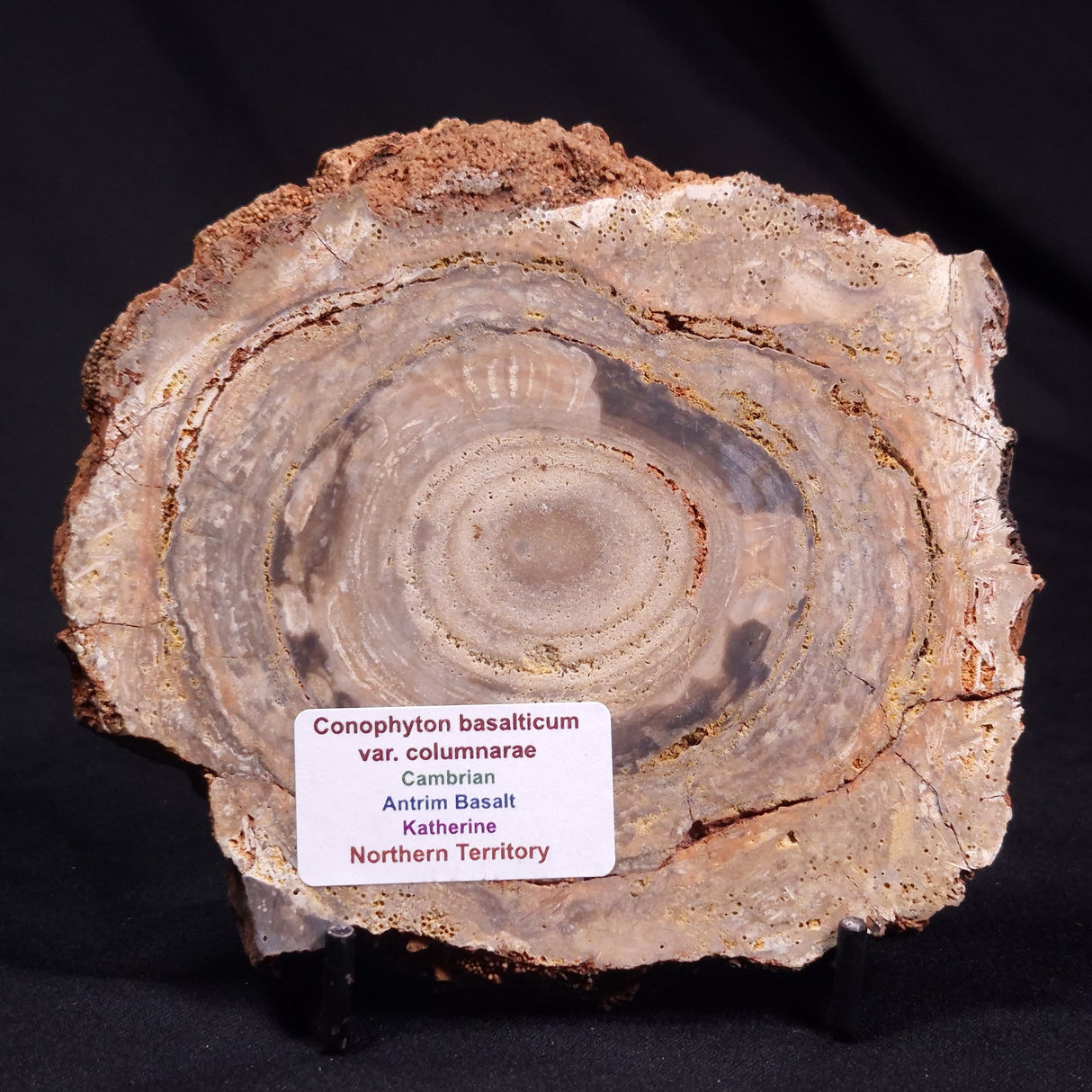 CONOPHYTON BASALTICUM STROMATOLITE, Australia ZCB026