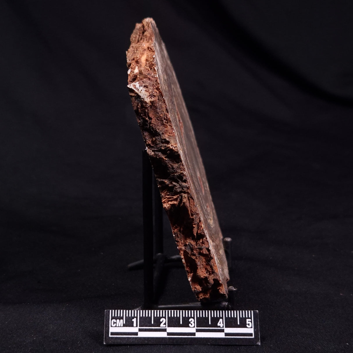 CONOPHYTON BASALTICUM STROMATOLITE, Australia ZCB026