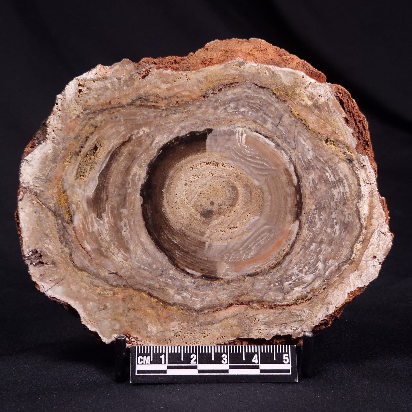 CONOPHYTON BASALTICUM STROMATOLITE, Australia ZCB027