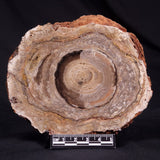 CONOPHYTON BASALTICUM STROMATOLITE, Australia ZCB027