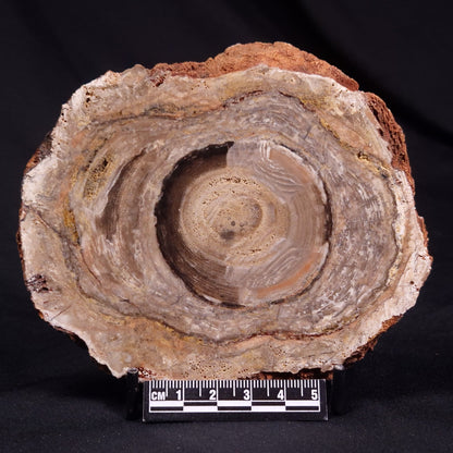 CONOPHYTON BASALTICUM STROMATOLITE, Australia ZCB027