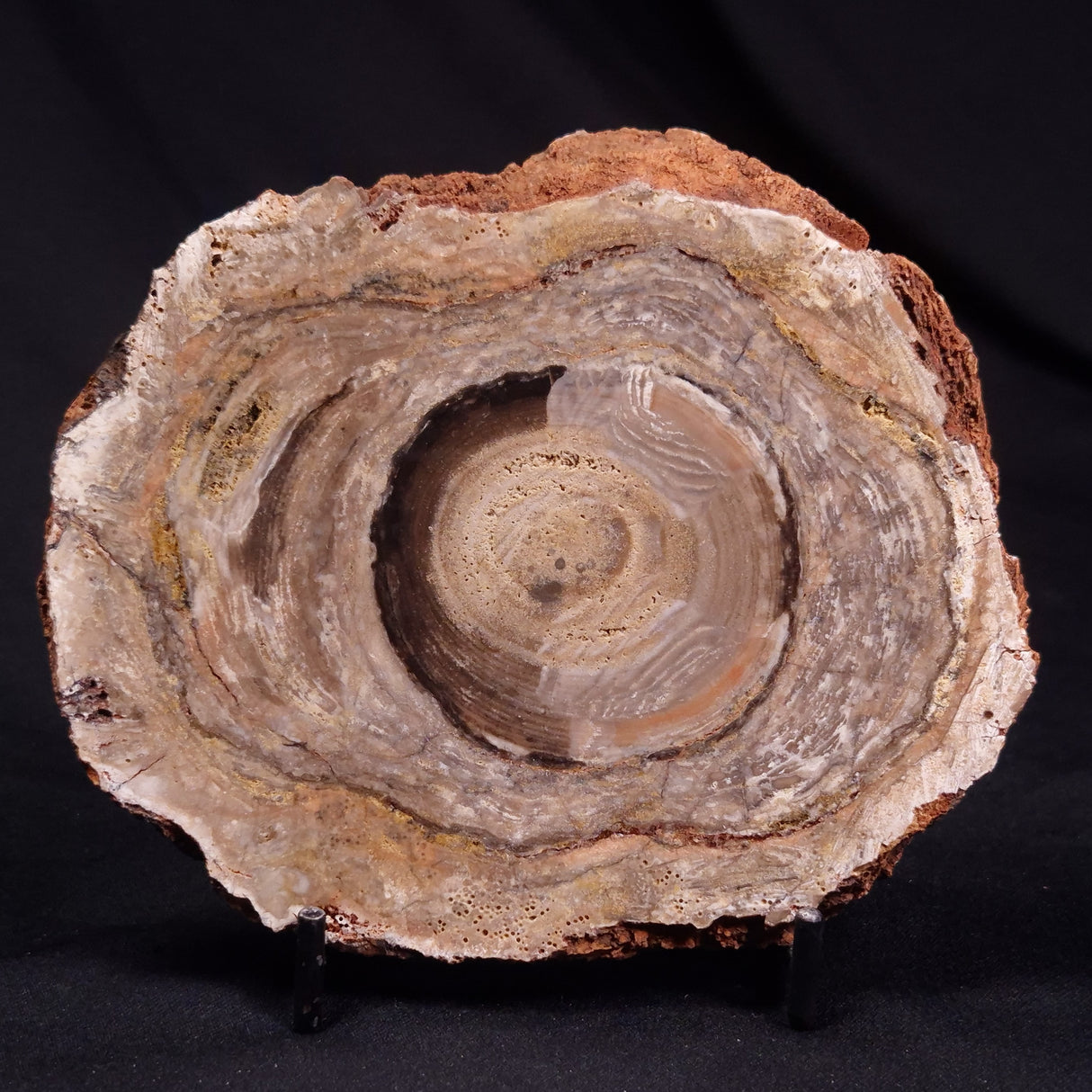 CONOPHYTON BASALTICUM STROMATOLITE, Australia ZCB027