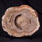 CONOPHYTON BASALTICUM STROMATOLITE, Australia ZCB027