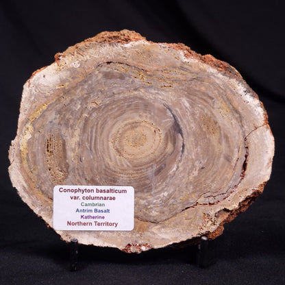 CONOPHYTON BASALTICUM STROMATOLITE, Australia ZCB027