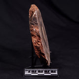 CONOPHYTON BASALTICUM STROMATOLITE, Australia ZCB027